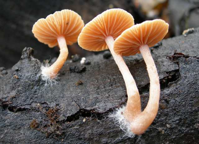 Dopo il risveglio, le prime specie